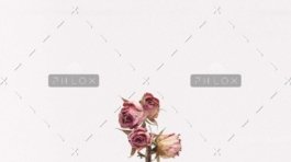 codeverse it pvt.ltd.